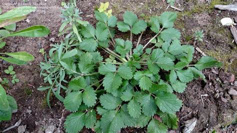 Plant Identification Closed Wild Strawberry Or Weed By Kassy