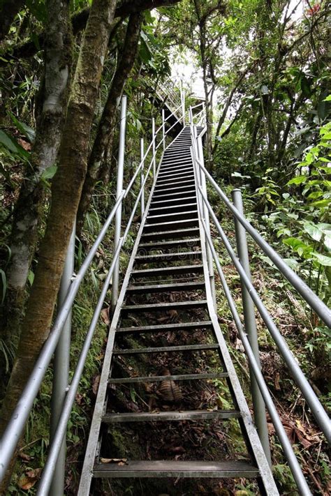 Steep Stairs In The Rainforest Stock Image Image Of Staircase