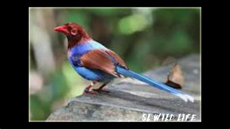 කැහිබෙල්ලාකන්කෑරැස්සා Kahibella Blue Magpie Uro Youtube