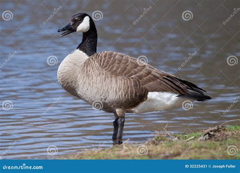 Canadian Goose Standing Stock Image Image Of Birds Bird 32225431
