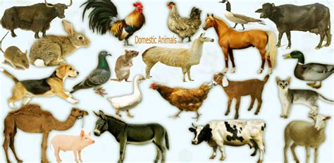 Learn Domesticfarm Animals Name With Image Necessary Vocabulary