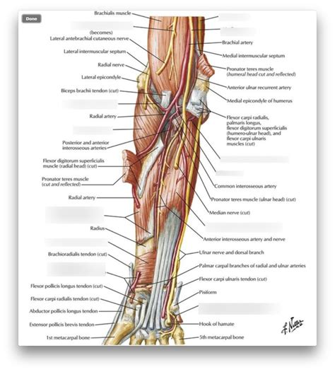 Muscles Of Forearm Deep Layer Anterior View Diagram Quizlet