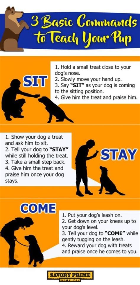 Infographic 3 Basic Commands To Teach Your Pup Archives Savory Prime