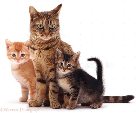 Mother Cat And Kittens Photo Wp05388