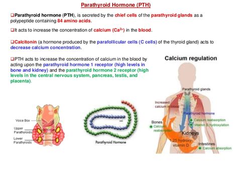 If you disrupt gh, what must you consider? Parathyroid hormone