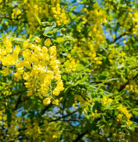 Yellow Flowering Common Laburnum In Springtime Stock Photo Image Of