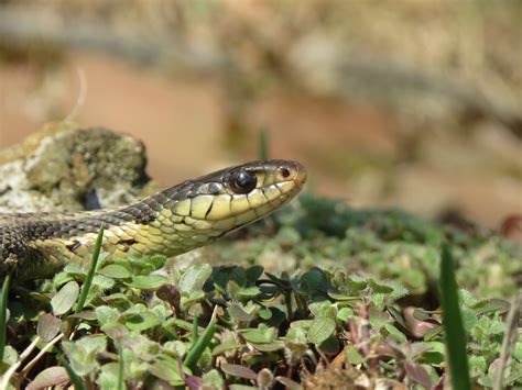 While other people might have been freaked out, it made me happy to know that snakes find my there are many types of garter snakes found all across north america, from mexico to canada. fastpublish 3 - Garter Snake