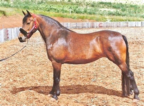 10 Most Popular Horse Breeds in the World