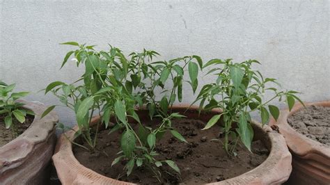 Chilli Plant Care In Summer Specially For Roof Top Gardening Grow