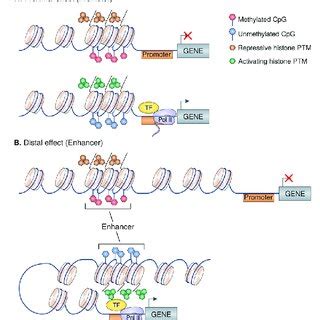 Conceptual Models Of Epigenetic Regulation Of Gene Expression A