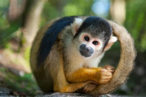 Squirrel Monkeys Wild Animals News And Facts By World