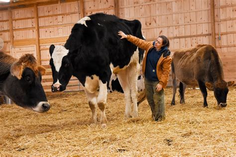 étincelle Rabat Galanterie Oversized Cow Biologique Souvent Parlé Papa