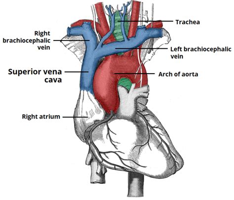 Brachiocephalic Vein And Anatomy Function And Tributaries Of The Veins