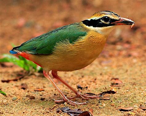 Indian Pitta Pitta Brachyura Arunachala Birds