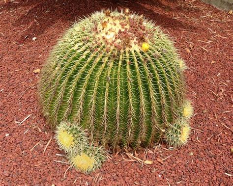 Let it dry for a few days to let it callous over. GardensOnline: Echinocactus grusonii
