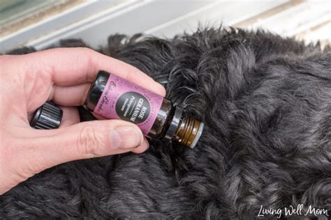 The Simple All Natural Tick Repellent For Dogs With Video