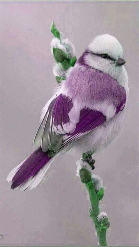 We did not find results for: Purple, Grey, and white bird | Birds | Pinterest ...