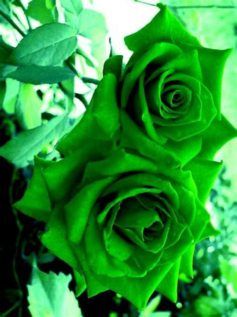 Green Roses Beautiful Rose Flowers Beautiful Flowers Beautiful Roses