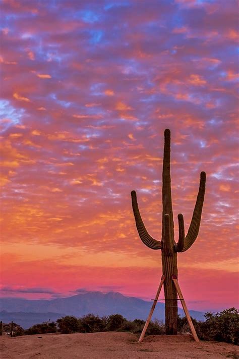 Desert Sunset In Arizona Near Phoenix Arizona Sunset Sunset
