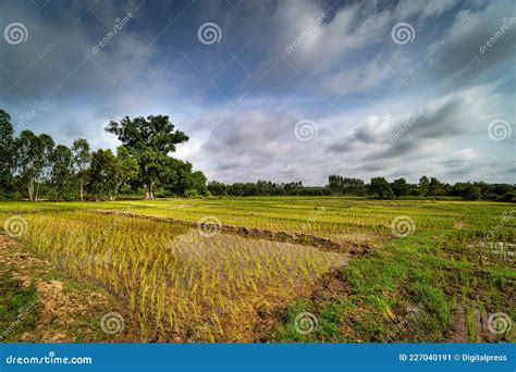 Landscape Rice Paddy Stock Image Image Of Scenery Plant 227040191