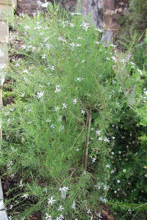 Plantfiles Pictures Olearia Species Slender Daisy Bush Olearia Passerinoides 1 By Kell