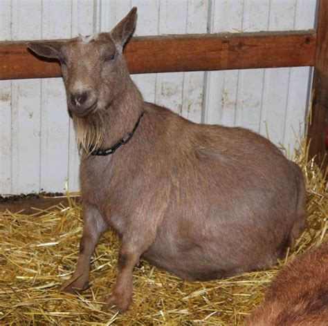 Fat Goats