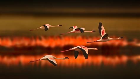 Greater Flamingos – Bing Wallpaper Download