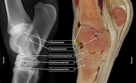 Equine Science Photo Horse Anatomy Horse Health Horse Massage