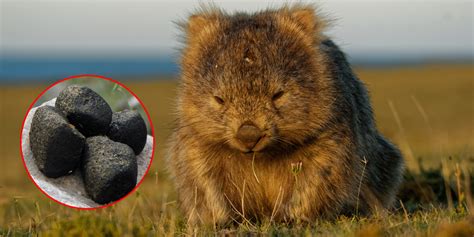 Wombats Have Distinctly Cube Shaped Poop And Scientists Finally Know