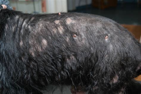 What Does Dog Dermatitis Look Like