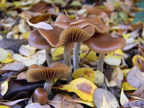 Shroomery Psilocybe Cyanescens