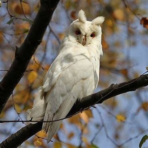 My Owl Barn On Instagram A Rare Picture Of An Albino Long Eared Owl