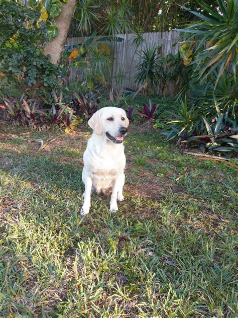 Find lab puppies in canada | visit kijiji classifieds to buy, sell, or trade almost anything! Labrador Retriever Puppies For Sale | Vero Beach, FL #184410