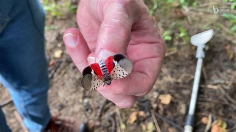 How To Destroy Spotted Lanternfly Eggs Youtube