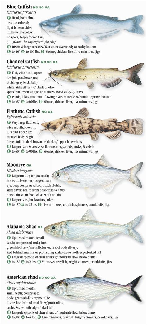 Freshwater Fishes Of North Carolina South Carolina And Georgia