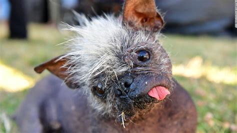 Worlds Ugliest Dog Competition Is Officially Accepting Entries Cnn