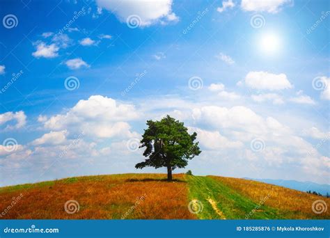 Lone Tree At The Summer Field Over Blue Sky Stock Photo Image Of