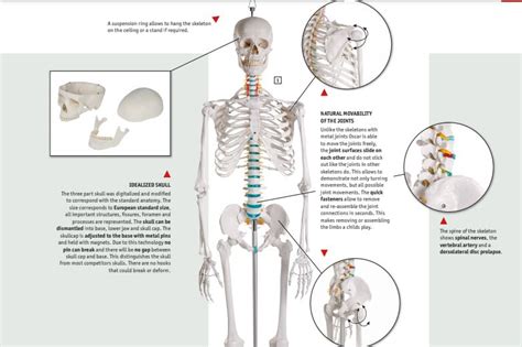Ljudski Model Skelet čoveka Standardni H 170 Cm Edukalis