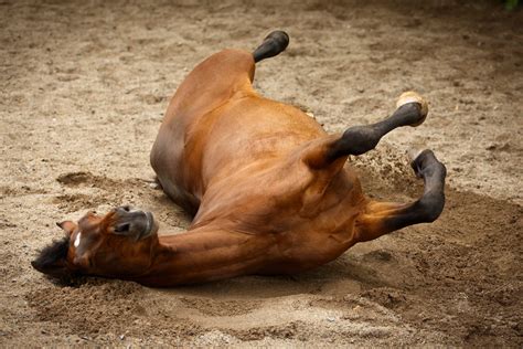 Kolik Beim Pferd Arten Fütterung Und Vorbeugung Masterhorse