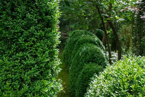 How And When To Prune Boxwood Shrubs Gardeners Path