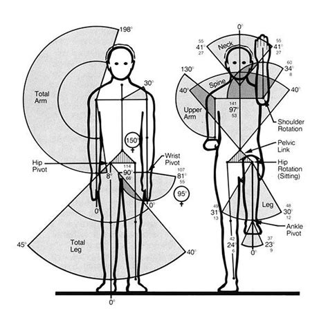 History And Basics Of Anthropometry Workplace Design Human Dimension History