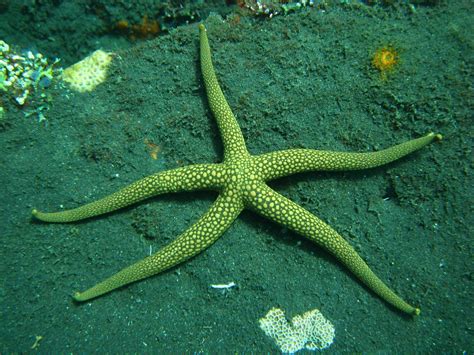 Hd Starfish Ocean Sea Sealife Fish Bokeh Widescreen Wallpaper