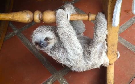 Brilliant Sloth Rescue Helps Orphaned Babies Learn To Climb Using