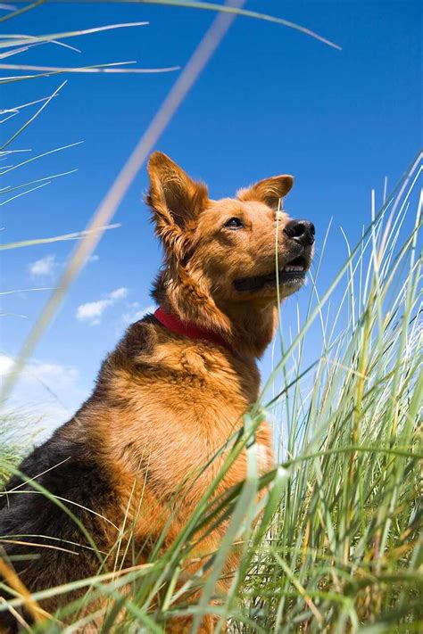 german sheprador dog breed learn  german shepherd lab mixes