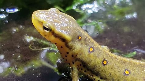 Newt And Salamander Food Food For Aquatic Newts And Salamanders Youtube