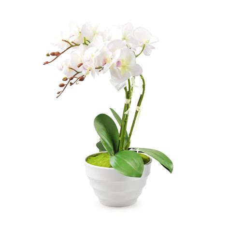 Jual Bunga Artifisial Anggrek Phalaenopsis Putih Terbaru Ruparupa