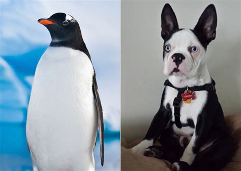 12 Cats And Dogs Who Look Like Other Animals — Photo Gallery