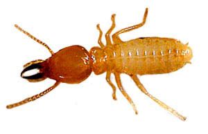It is difficult to identify formosan termites with just the workers but the soldiers and alates look different from native subterranean species and are easy to identify. Formosan Termites - How to Kill and Get Rid of Formosan Termites