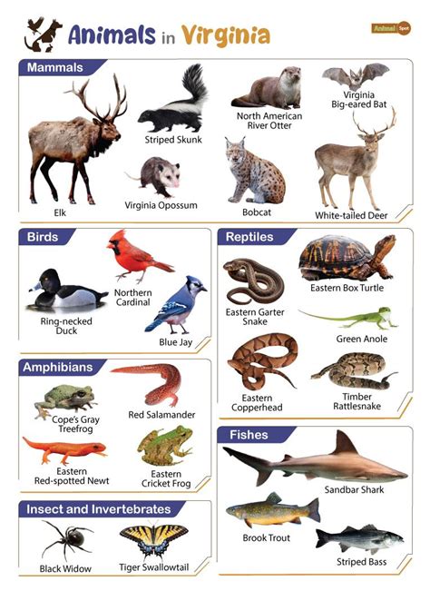 List Of Animals That Live In Virginia With Pictures