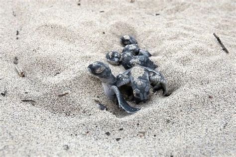 Green Sea Turtle Hatchlings Santiago Island Galapagos